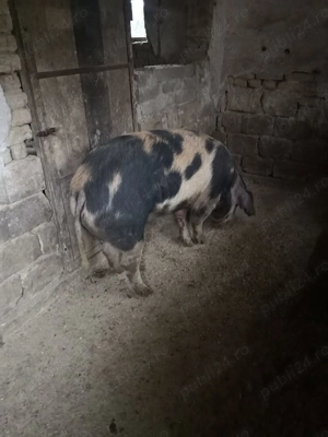 Vind porc carne 200 Kg cu 14 LEI Kg - imagine 2