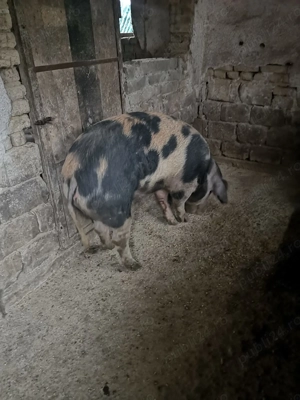 Vind porc carne 200 Kg cu 14 LEI Kg - imagine 3