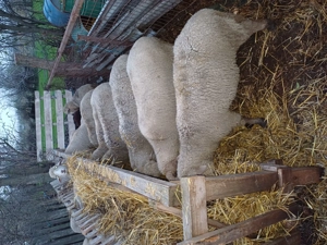 Vând oi gestante - imagine 3