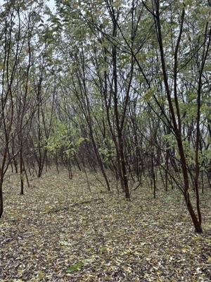 Casa de vânzare  - imagine 4