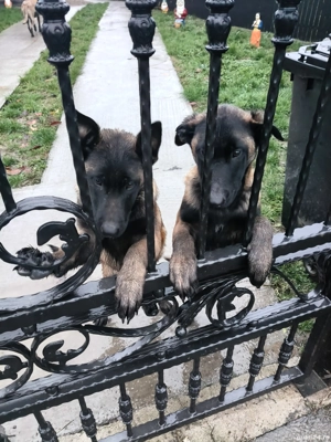  Ciobanesc belgian malinois  - imagine 2