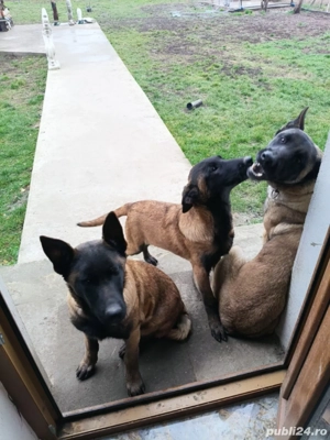  Ciobanesc belgian malinois  - imagine 4