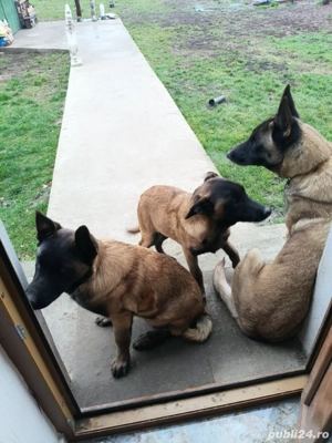  Ciobanesc belgian malinois  - imagine 3