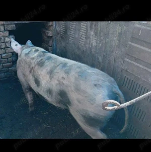 Vând porc pentru sacrificare