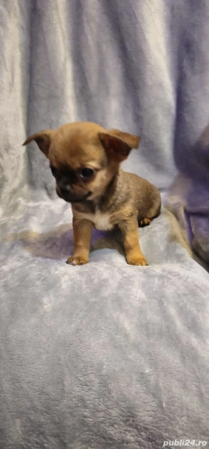 chihuahua baietel superb - imagine 2
