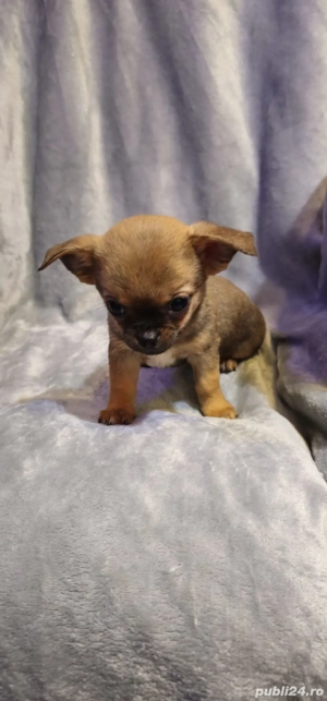 chihuahua baietel superb - imagine 3