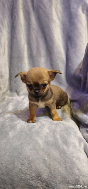 chihuahua baietel superb - imagine 5