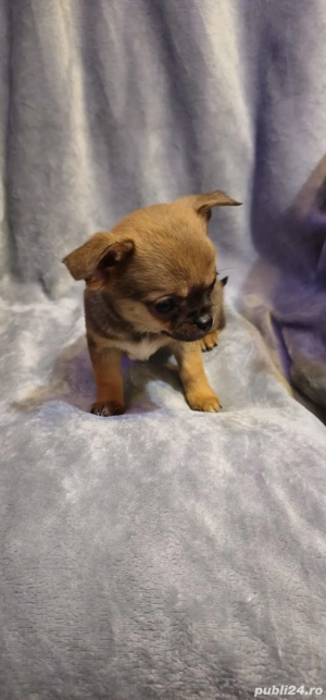 chihuahua baietel superb - imagine 4