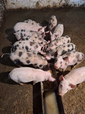 Vând purcei, rasa carne - imagine 2