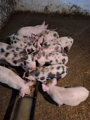 Vând purcei, rasa carne - imagine 4