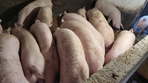 DE VINZARE Porci intre 90-140 kg