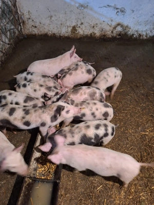 Vând purcei, rasa carne - imagine 3