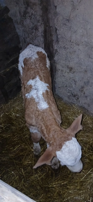 Vițel bălțat - imagine 2