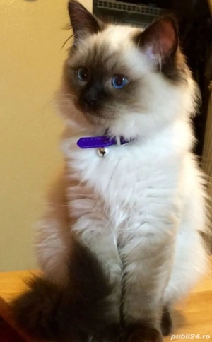 Ragdoll fetita si baietel  - imagine 2