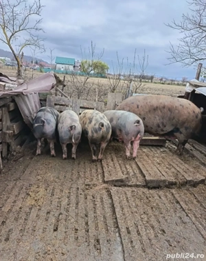 Porci de vânzare 