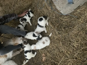 Donez cățeluși drăgălași  - imagine 3