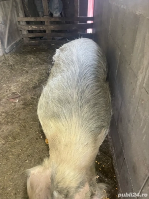 porc de vanzare - imagine 3