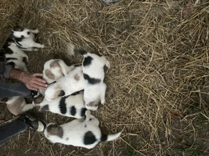 Donez cățeluși drăgălași  - imagine 2