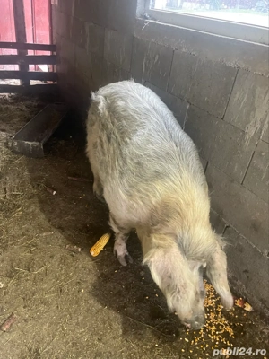 porc de vanzare - imagine 2