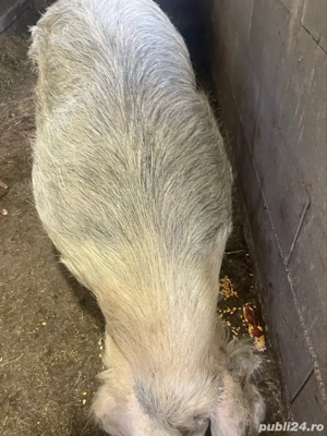 porc de vanzare