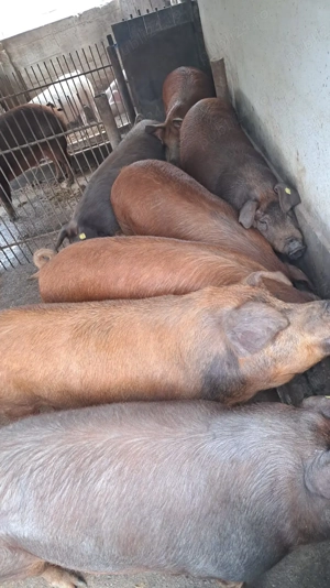 Vând porci  - imagine 2