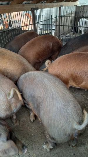 Vând porci  - imagine 4