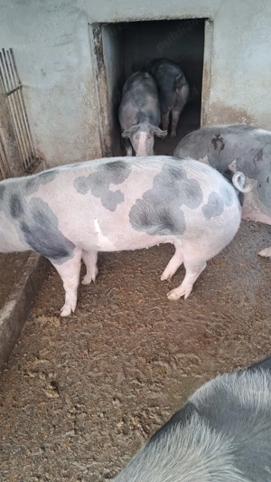 Vând porci  - imagine 3