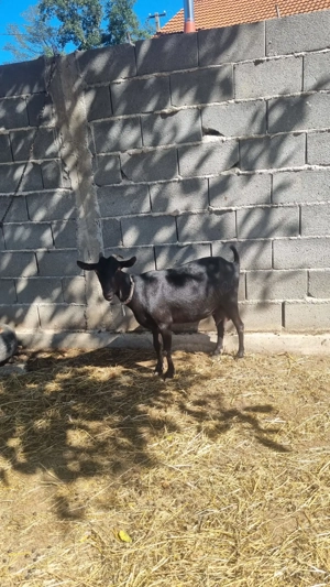 Vand sau schimb capre - imagine 2