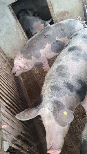 Vând porci  - imagine 5