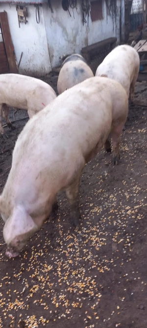Vând porci crescuți în gospodărie de la 120 kg la 250 kg  - imagine 2