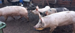 Vând porci crescuți în gospodărie de la 120 kg la 250 kg 