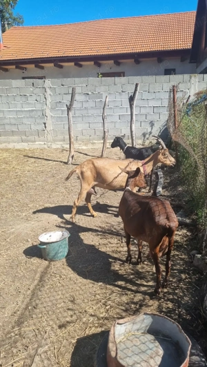 Vand sau schimb capre - imagine 3