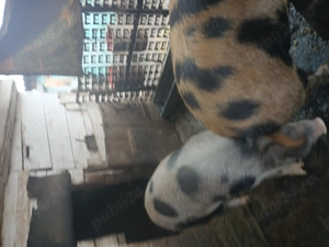 Vând porci cu greutatea cuprinsă între 150 - 200 kg - imagine 2