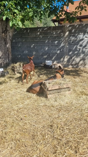 Vand sau schimb capre - imagine 4