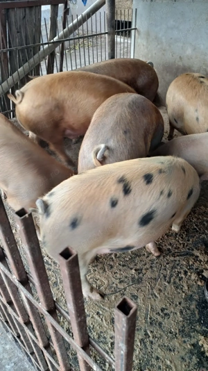 Vând porci  - imagine 6