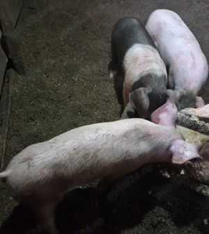 Purcei marele alb cu bazna