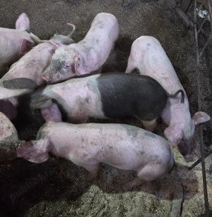 Purcei marele alb cu bazna - imagine 2