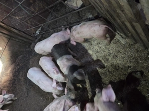 Purcei marele alb cu bazna - imagine 5