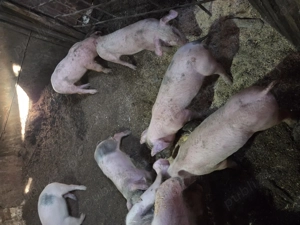 Purcei marele alb cu bazna - imagine 6