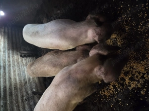 Vand purcei marele alb 