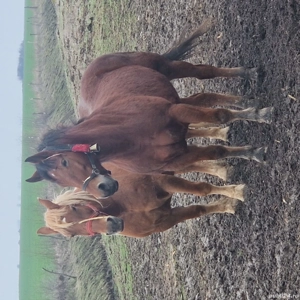 vand sau schimb iapa - imagine 2