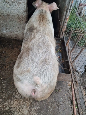 Vând purcea de carne - imagine 2