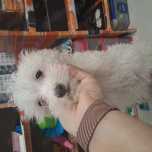 Cățel iubitor și jucaus