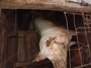 Vandi porci landrace - imagine 2