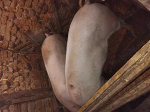 Vandi porci landrace - imagine 3