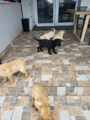 Labradori  - imagine 2