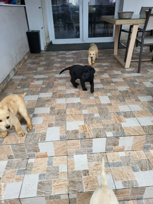 Labradori  - imagine 4