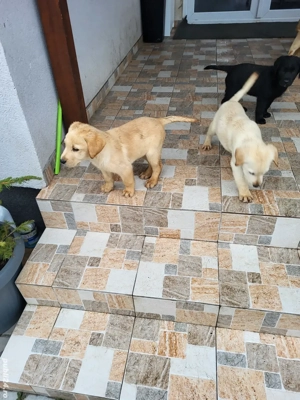 Labradori  - imagine 5