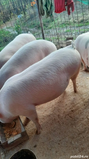 vand porci - imagine 2