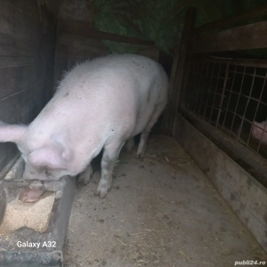 porci de vânzare  - imagine 2